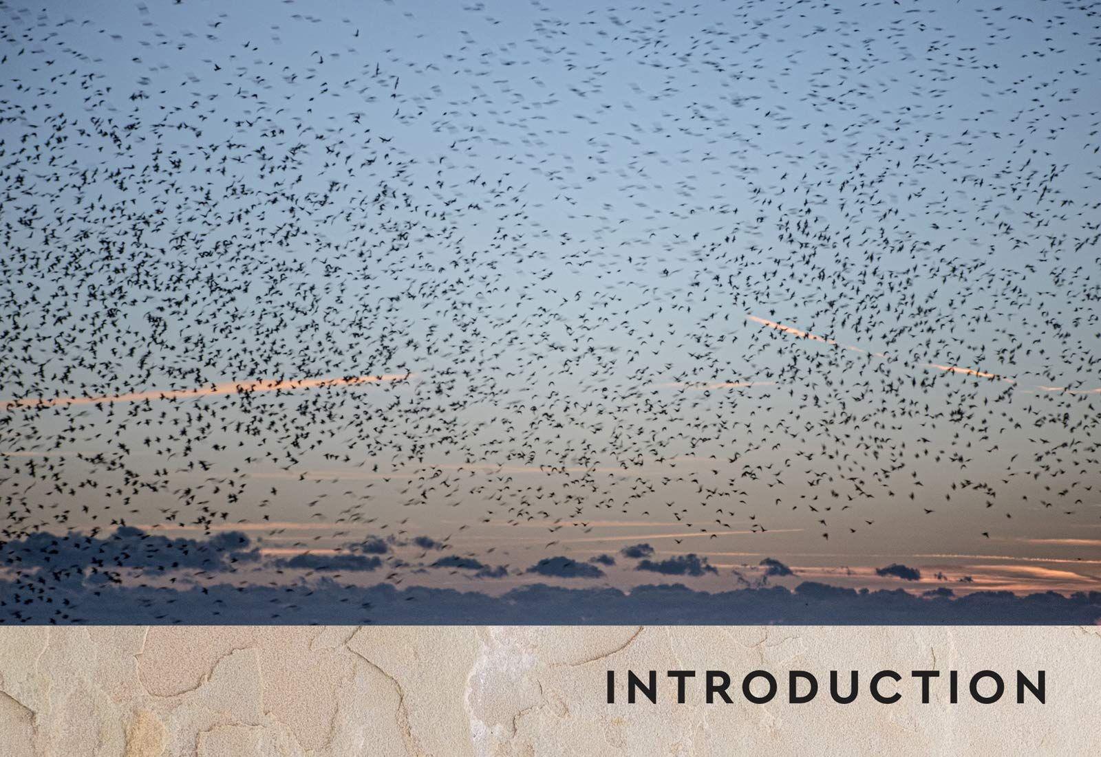 Sách - Grounded : How connection with nature can improve our mental and physical w by Ruth Allen