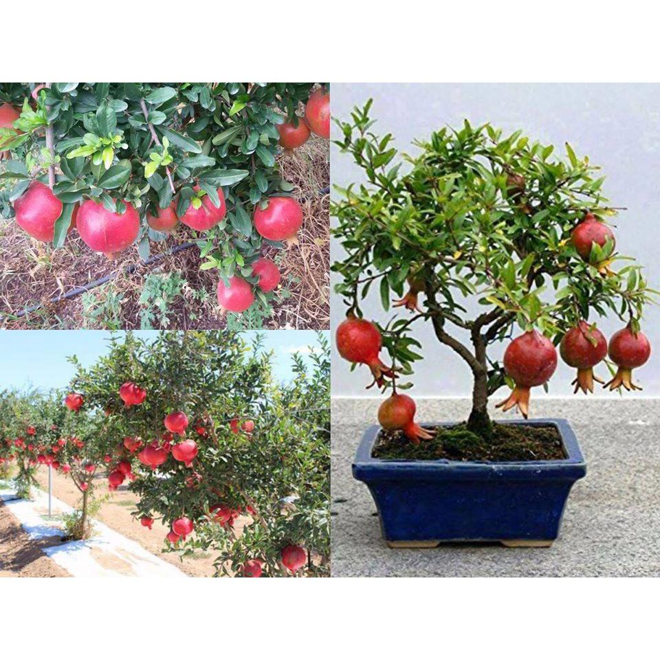 Cây lựu đỏ ai cập