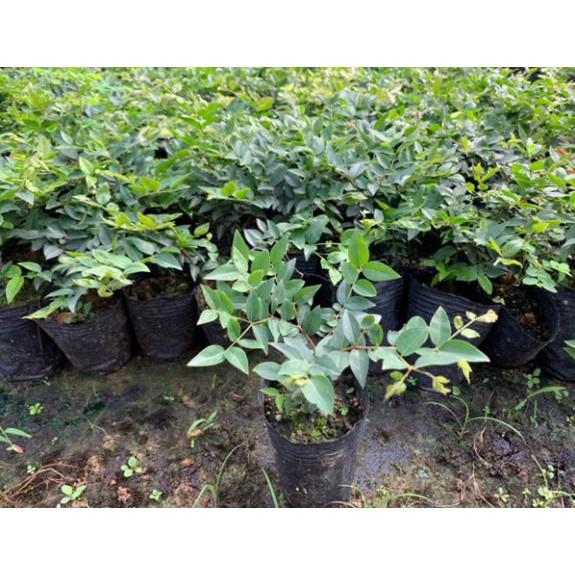 Cây giống NHO THÂY GỖ TỨ QUÝ - Cây giống F1