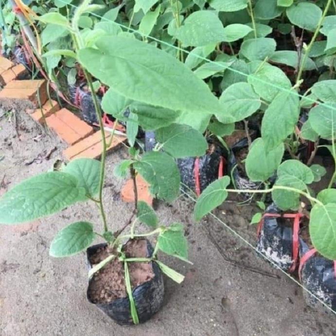 CÂY GIỐNG KIWI LEO GIÀN RUỘT XANH DÒNG QUẢ SỚM