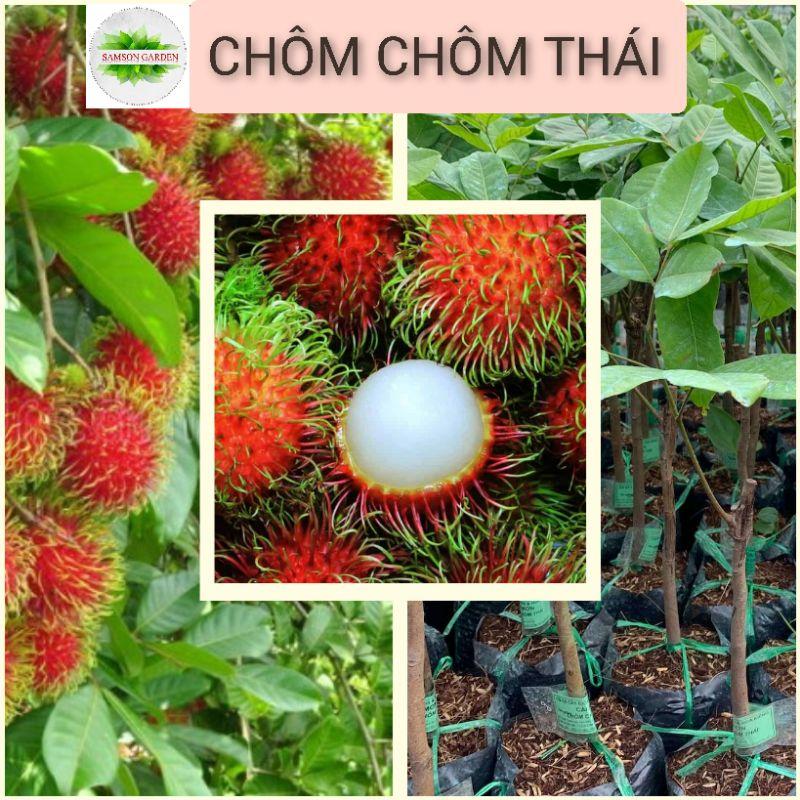 Cây giống chôm chôm thái_cây ghép nhanh cho trái cao 50-80cm_chuẩn giống