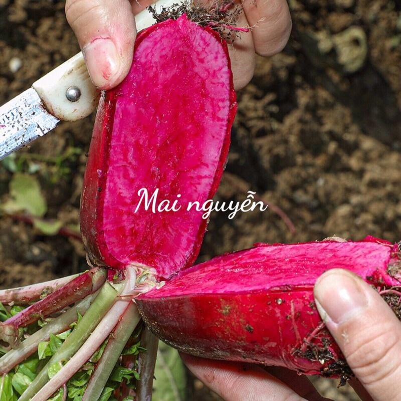 Hạt giống củ cải Shena đỏ ruột đỏ