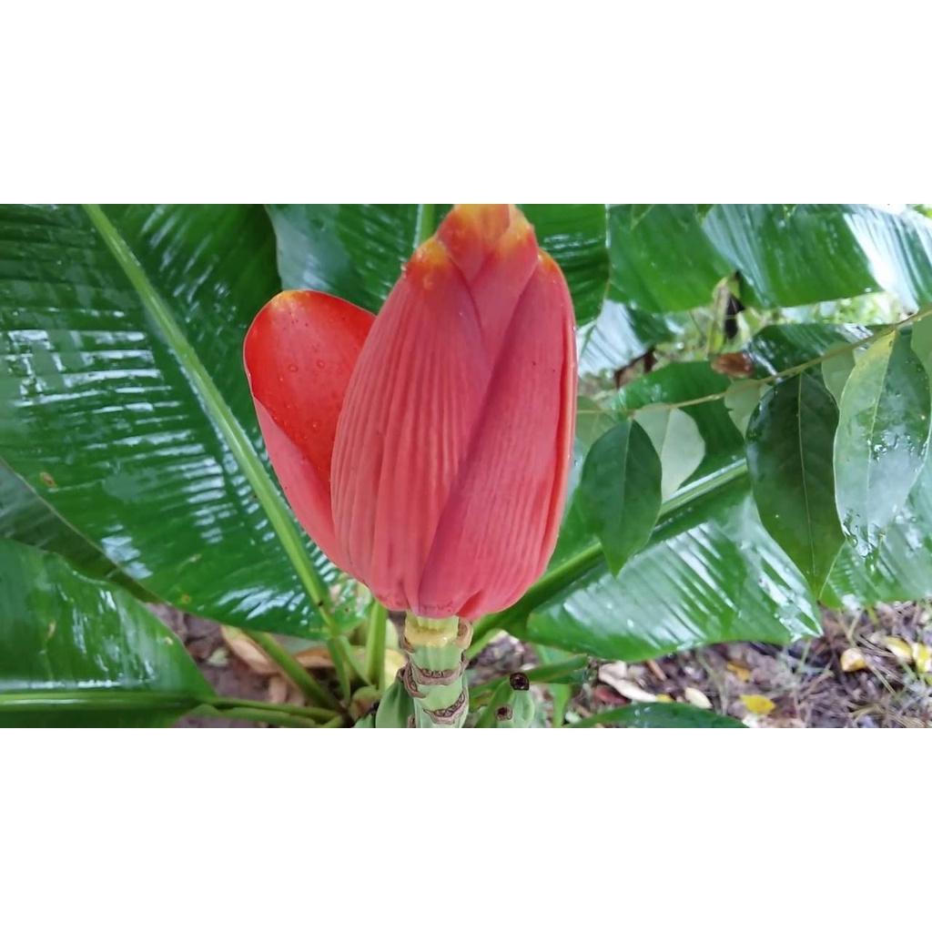 CÂY GIỐNG CHUỐI ĐỎ DACCA ĐẮC CA) SIÊU DINH DƯỠNG )