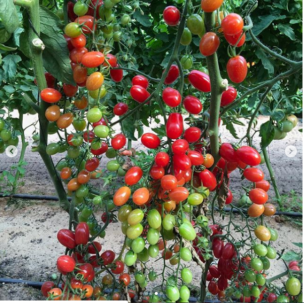 Hạt Giống Cà Chua Cherry Đỏ,Loại Quả Giàu Vitamin A, C và K Rất Tốt Cho Sức Khỏe, Trồng Được Quanh Năm - Nông Sản Vàng