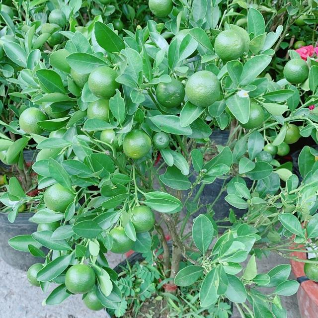 Cây Tắc Kiểng