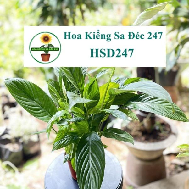 Cây hoa lan ý tặng phân bón - hoa kiểng lá - trang trí nội thất cảnh quan sân vườn ngoài trời