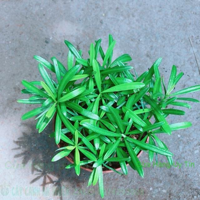 Cây Tùng Vạn Niên