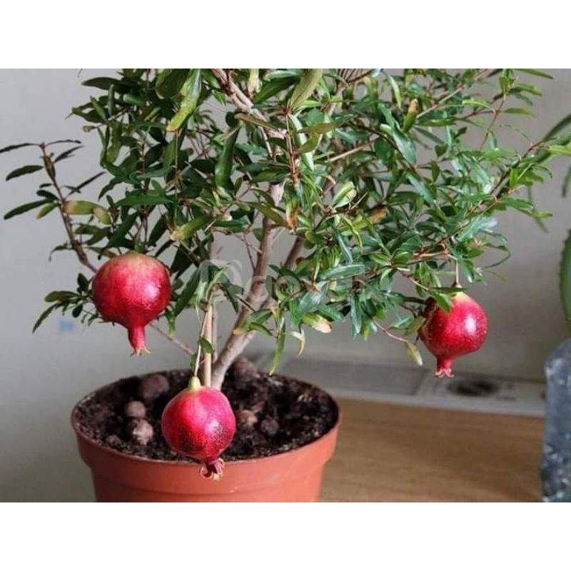 Cây giống lựu đỏ ấn độ siêu sớm