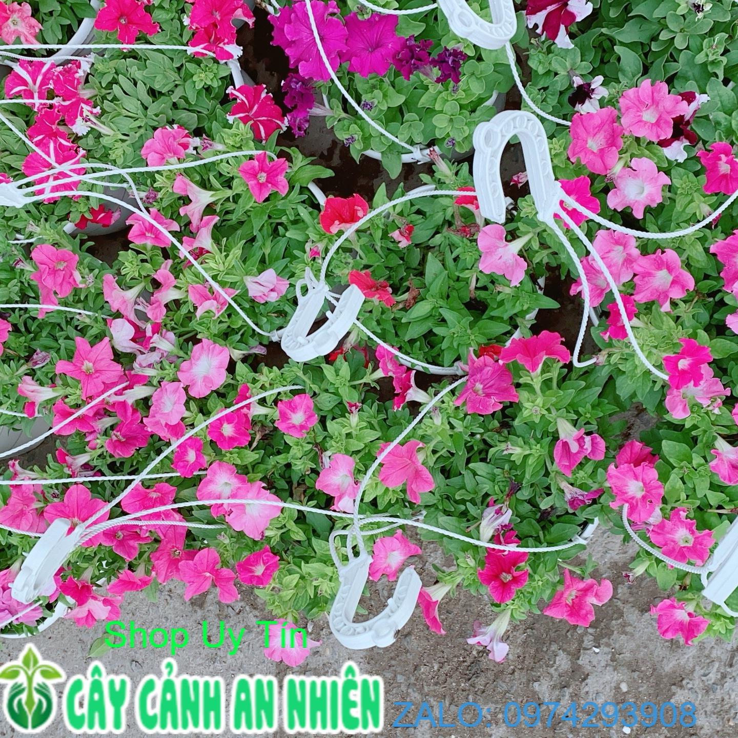Chậu Hoa Dạ Yến Thảo