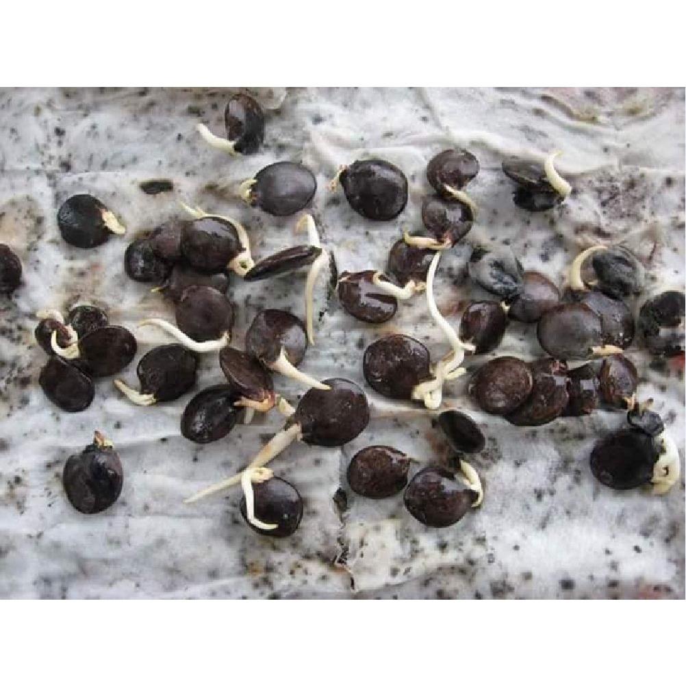 Hạt giống hoa tử đằng nhiều màu KNS3479 - Gói 5 hạt