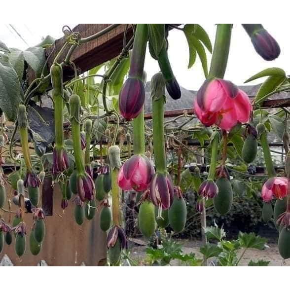 CÂY GIỐNG CHANH LEO CHUỐI NAM MỸ.