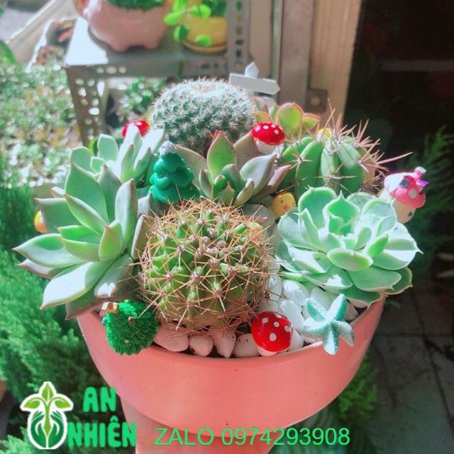 Chậu Sen Đá Tiểu Cảnh