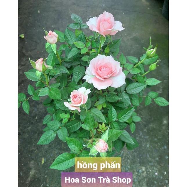 HOA HỒNG TỶ MUỘI HÀ LAN, thơm, siêu hoa, nhiều màu