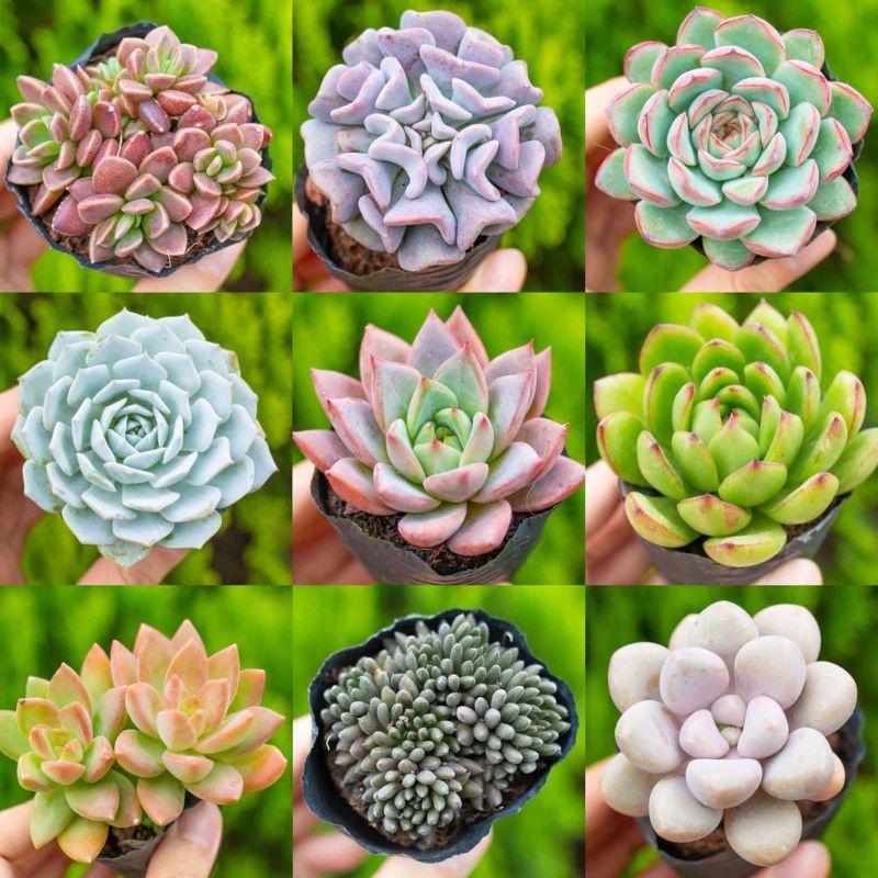 Sen đá bầu nhỏ ngẫu nhiên size 5-8cm FREESHIPĐã thuần khí nóng Bao đẹp