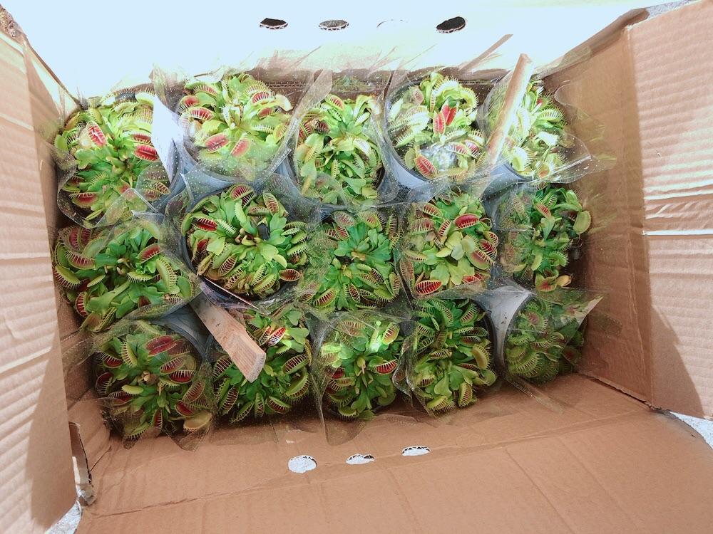 Cây Bắt Mồi Hàng Đẹp
