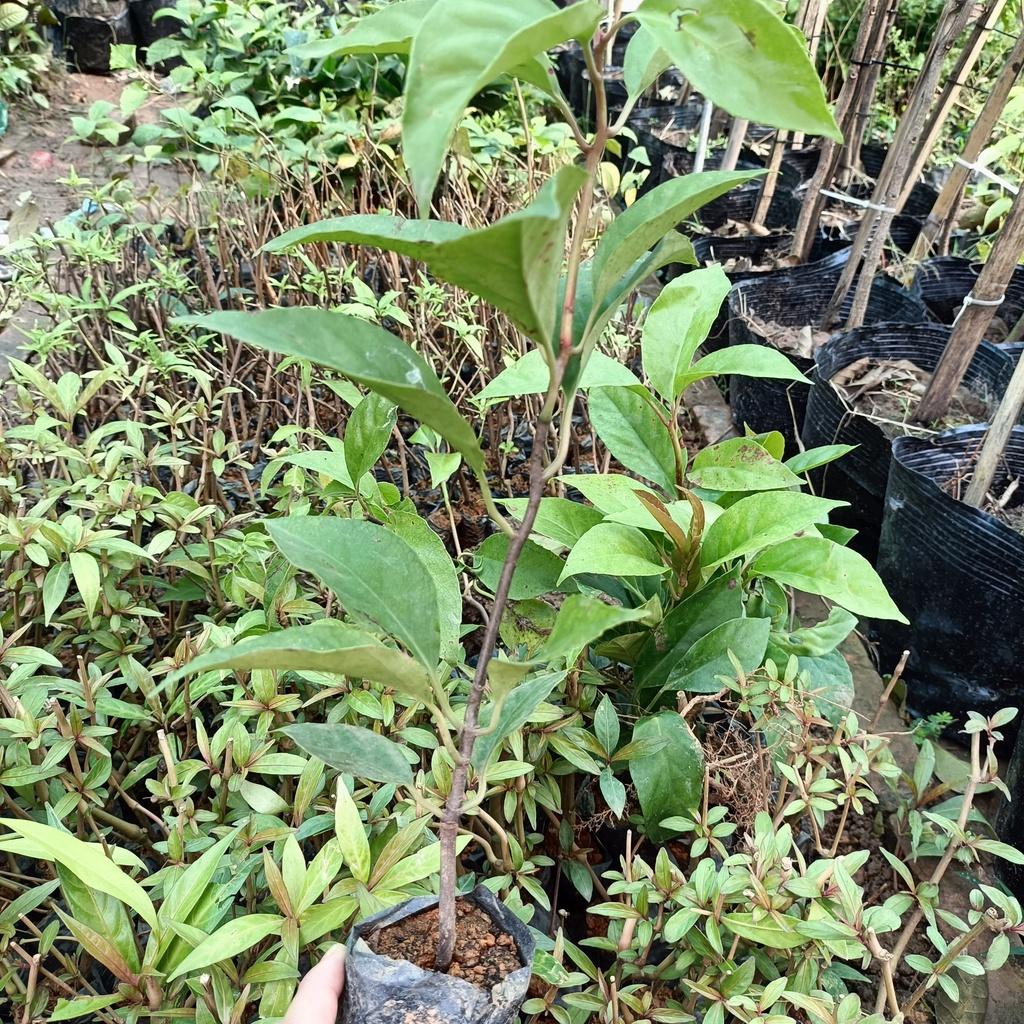 Cây giống na rừng đỏ