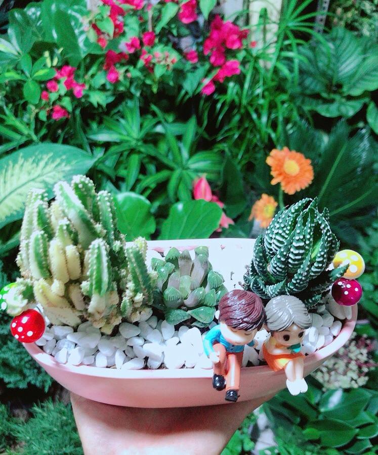 Chậu Xương Rồng Tiểu Cảnh