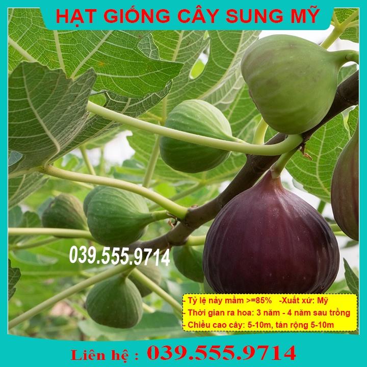HẠT GIỐNG SUNG MỸ - CÂY TRỒNG CHẬU
