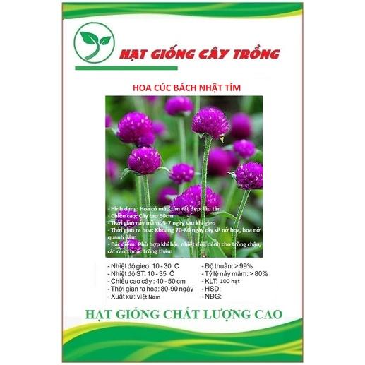 Hạt giống hoa cúc bách nhật hoa tím CT36 - Gói 100 hạt