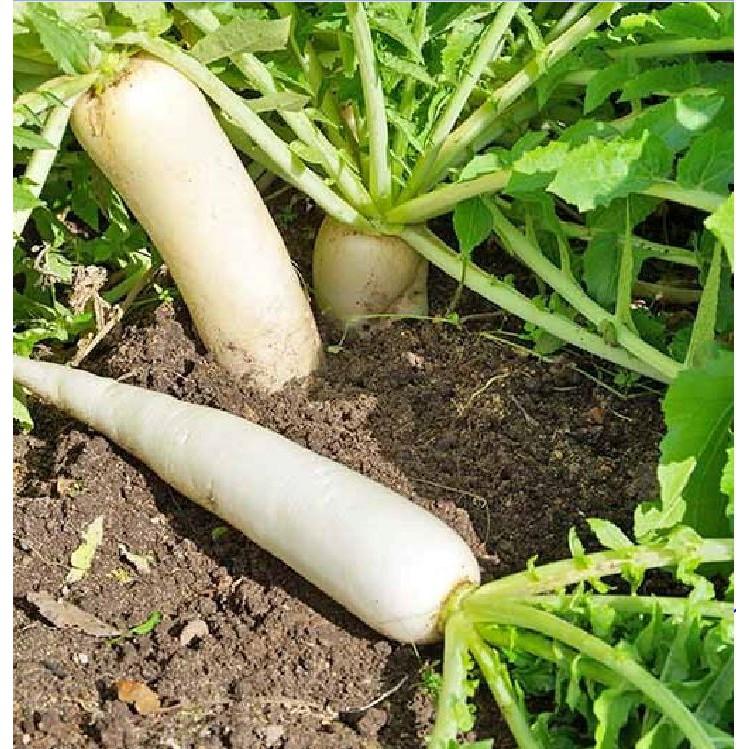 Combo 5 gói hạt giống củ cải các loại