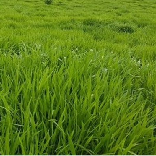 Hạt giống cỏ Ruzi - Cỏ chịu dẫm đạp - Hạt giống Cỏ Chăn Nuôi Trâu,bò,lợn,gà,cá...