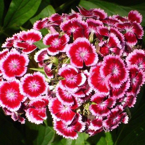 Hạt Giống Hoa Cẩm Chướng Chùm Mix -