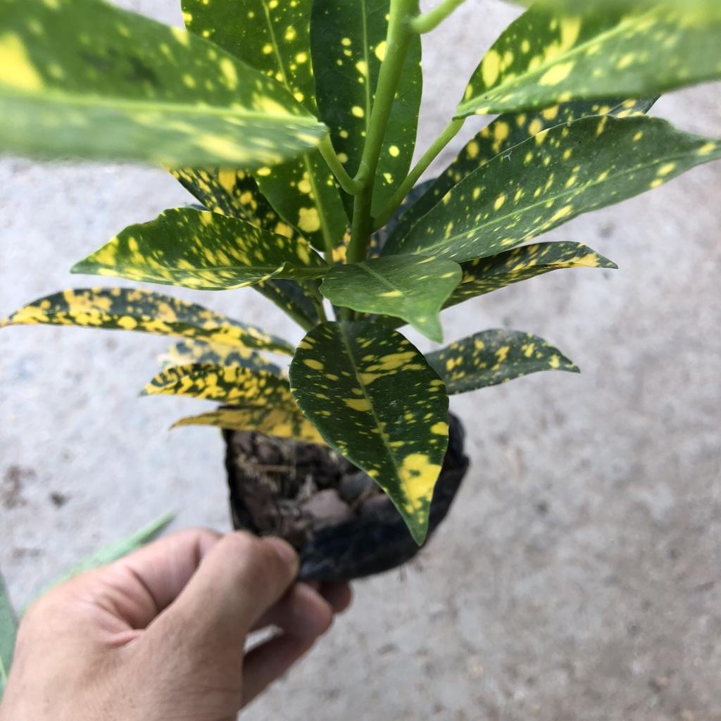 Cây cô tòng vàng anh, chiều cao 20cm lá vàng đốm bắt mắt sức sống khỏe thích nghi tốt, thích hợp trang trí cảnh quan