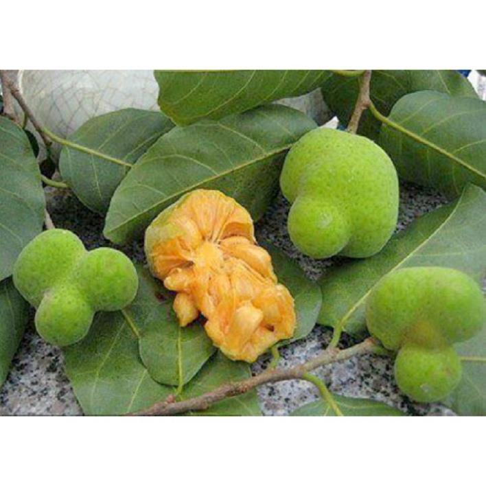 CÂY CHAY GIỐNG SIÊU QUẢ SIÊU NĂNG SUẤT- CAM KÊT GIỐNG CHUẨN F1