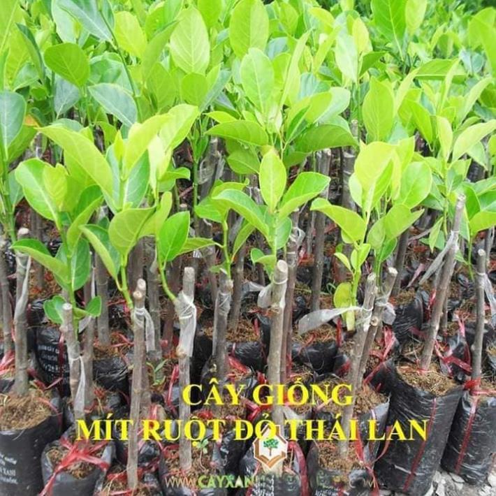 Sản phẩm MÍT THÁI LAN RUỘT ĐỎ