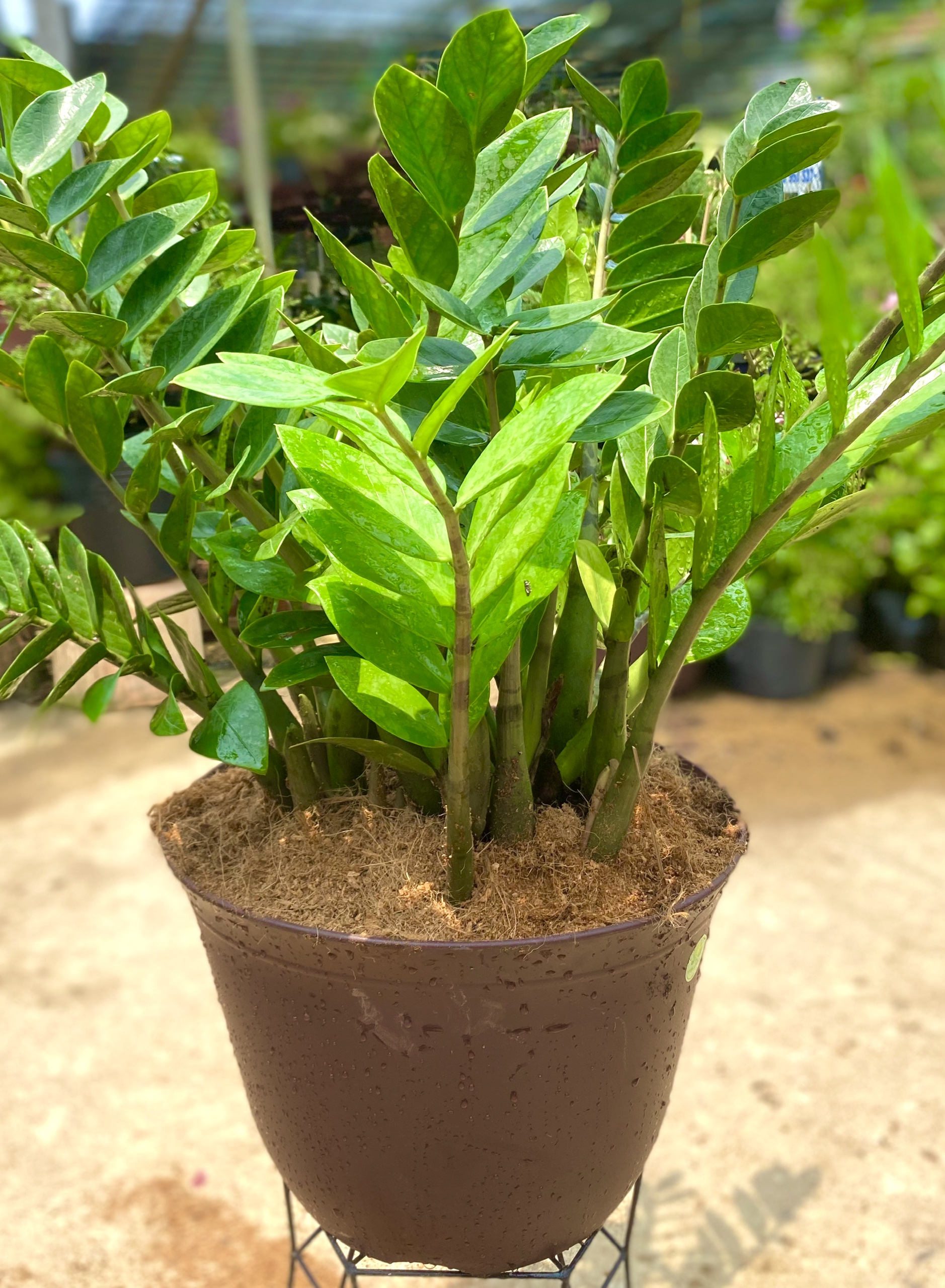 Chậu cây Kim Tiền trang trí văn phòng