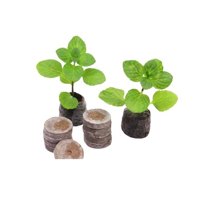 Combo 10 viên nén xơ dừa ươm keiki, hạt giống