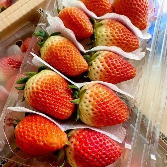 50 Hộp Đựng Nho Nguyên Chùm 1kg Loại Dài - P1000A