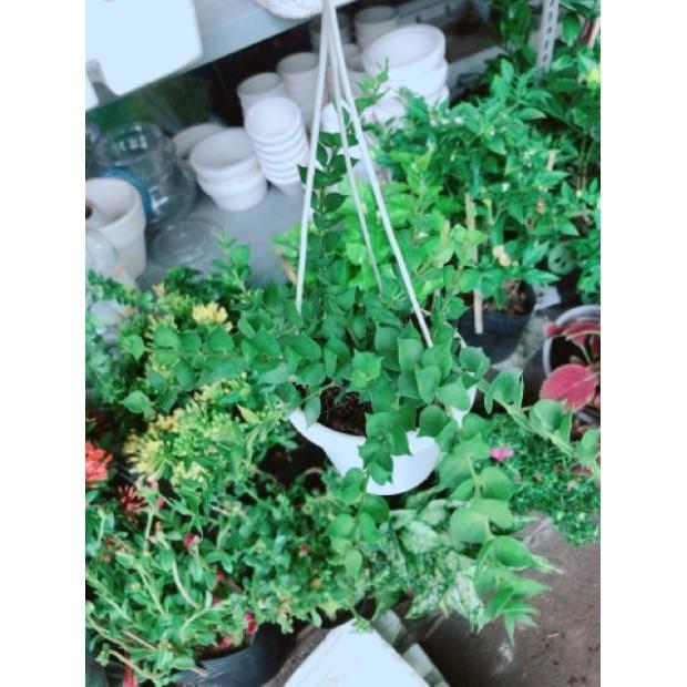 Chậu ốc cây lá tim treo