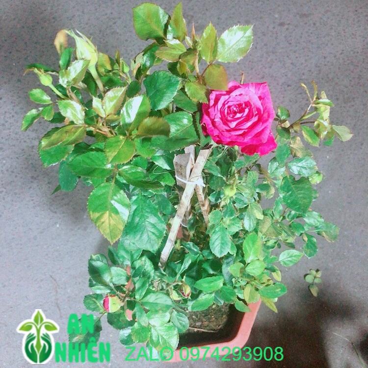 Chậu Hoa Hồng Leo