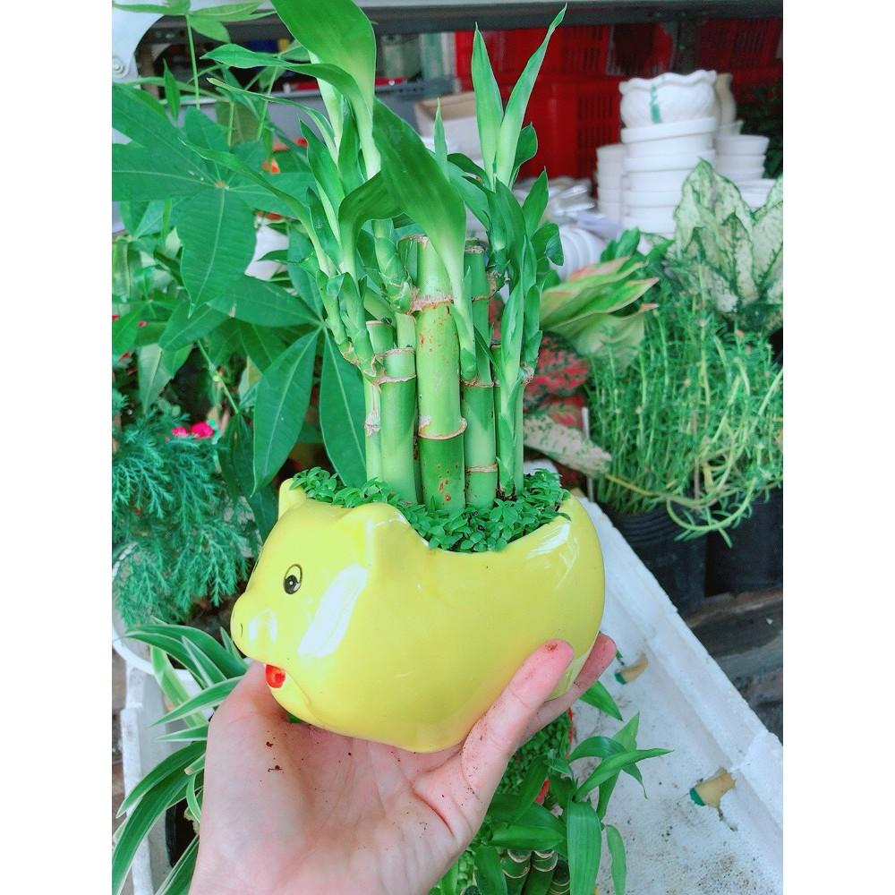 Chúc phát tài heo vàng để bàn