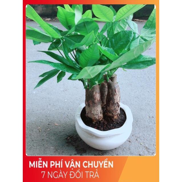 Kim Ngân 3 Thân Kèm Chậu Sứ Tròn