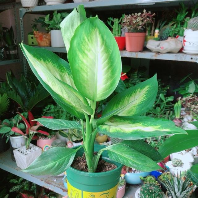 Cây Vạn Niên Thanh