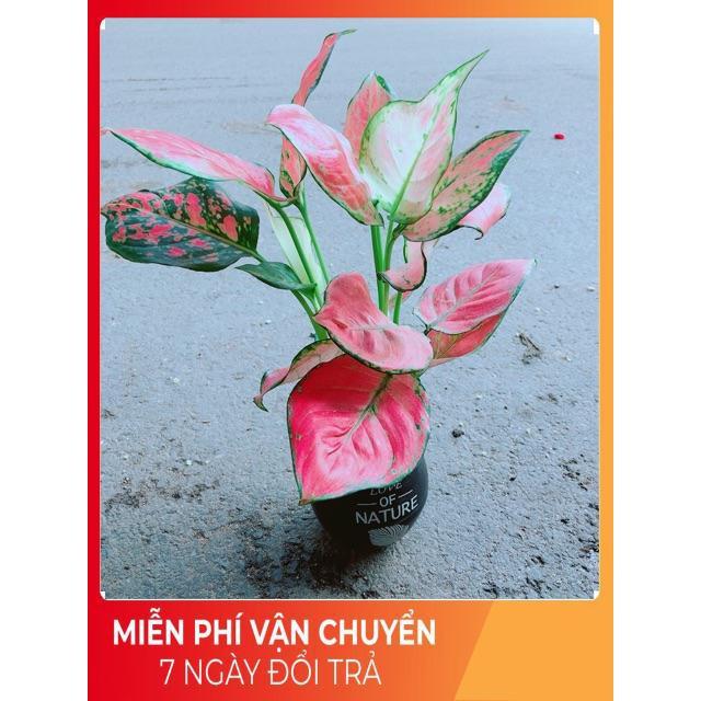 Chậu Vạn Lộc
