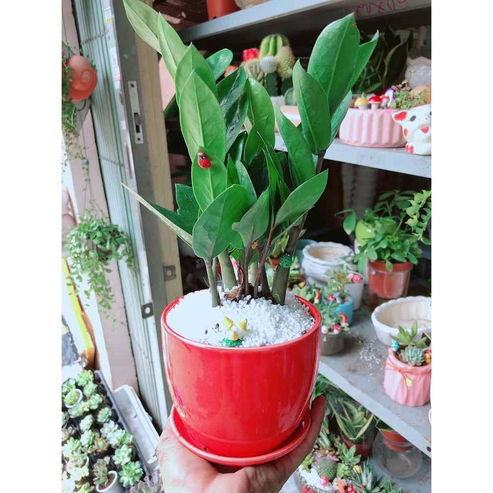 Chậu kim tiền thái tiểu cảnh Bán Chạy