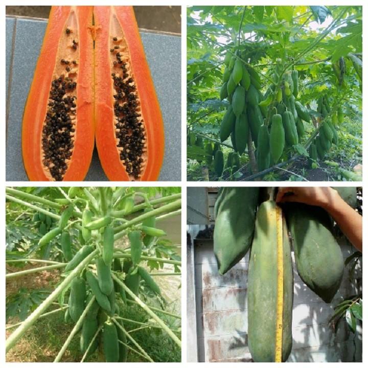 5 cây đu đủ ruột đỏ