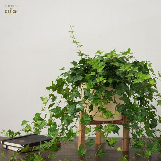 Chậu cây thường xuân dáng rủ mảnh mai hợp với những người mệnh Thủy, Mộc, biểu tượng cho tuổi trẻ, sự vĩnh hằng, sự may mắn, tài lộc | size LS | The Fish Design