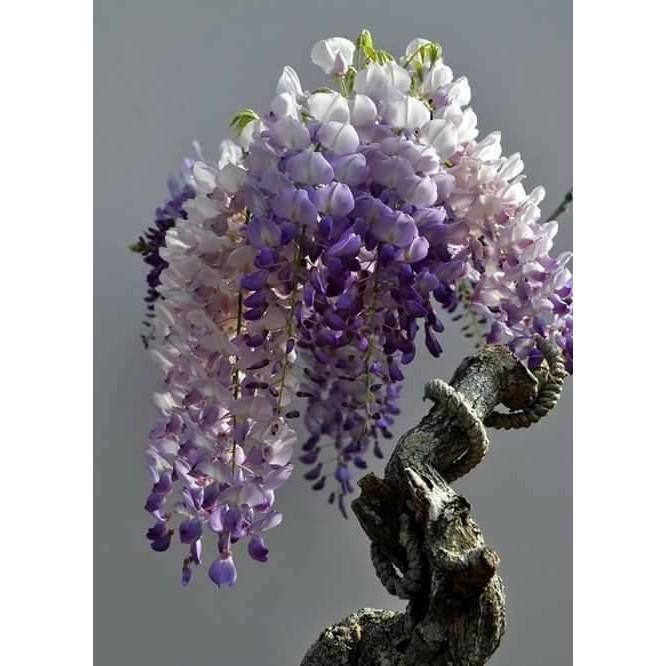 Cây hoa tử đằng thân gỗ, tạo dáng bonsai cực đẹp, hoa đẹp siêu sai hoa, giá rẻ