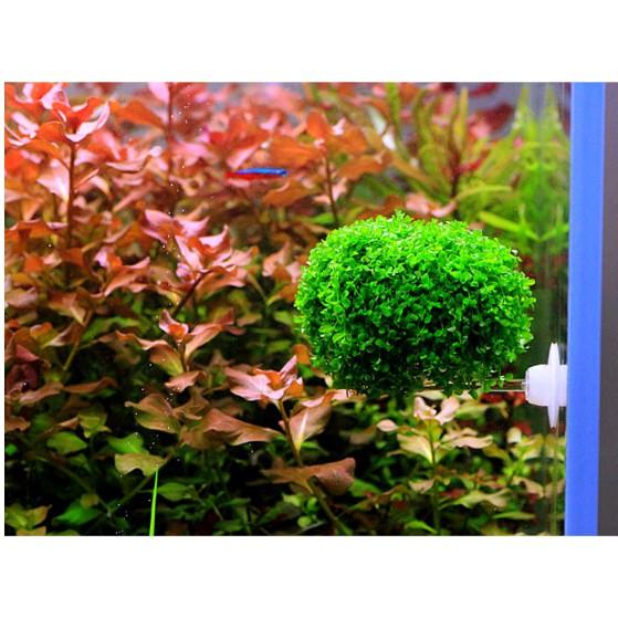 Đĩa cho tép ăn có hít - Cốc trồng cây thủy sinh - - Cốc đựng phân nền - Hồ thủy sinh - bể cá cảnh