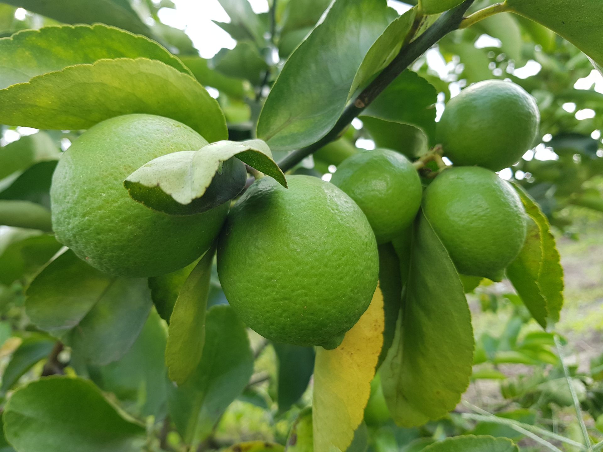 Phân bón chuyên dưỡng trái - SUPER FRUIT - Giúp trái chắc ngọt, sáng đẹp, bảo quản được lâu sau khi thu hoạch