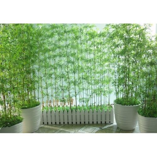 CÂY GIỐNG TRÚC QUÂN TỬ,CAM KẾT GIỐNG CHUẨN LOẠI 1 - CGTQT1BL1