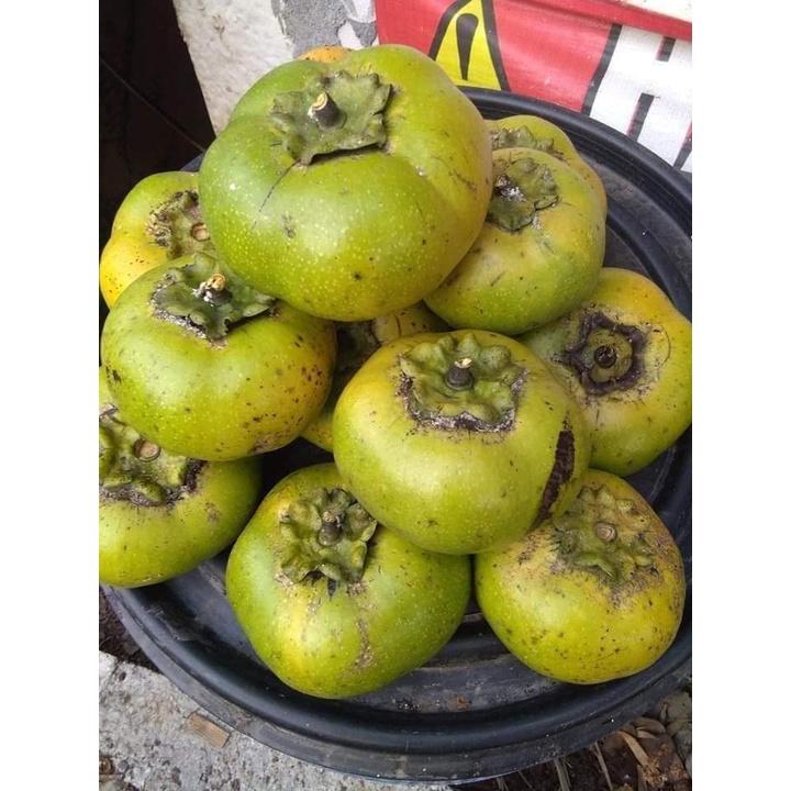CÂY GIỐNG HỒNG SÔ CÔ LA ()