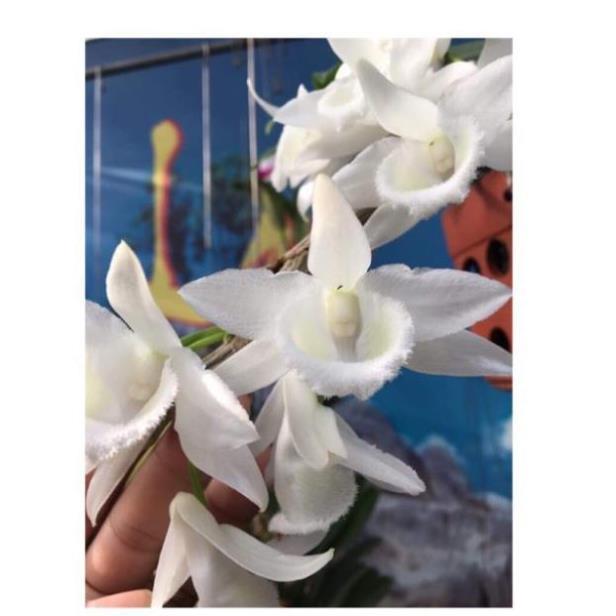 Hoa phong lan phi điệp trắng+ 700g phân thỏ hữu cơ