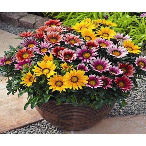 Hạt giống hoa Cúc Huân Chương mix màu
