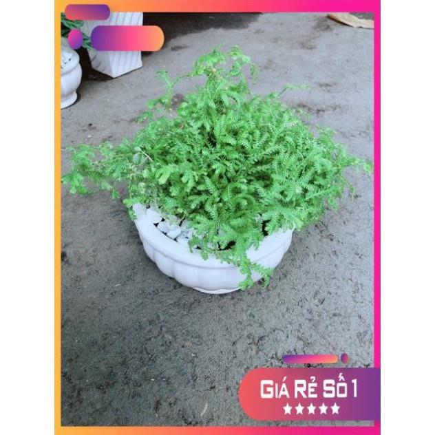 Chậu Rêu Kiểng