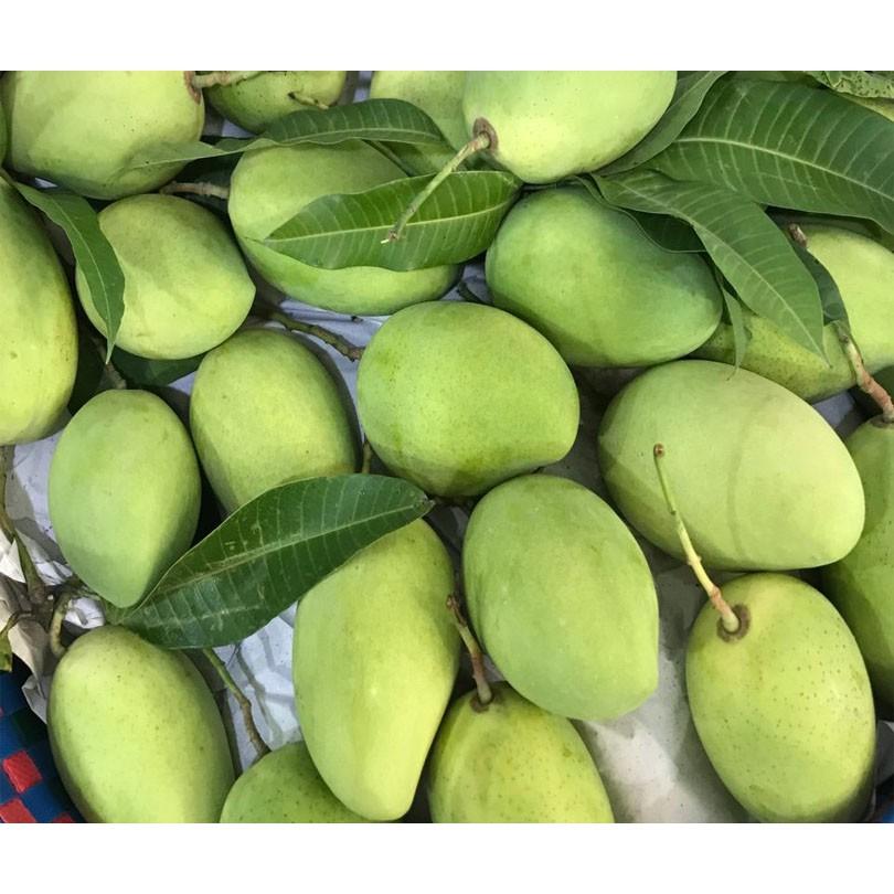 Cây giống Xoài Cát Chu Cao Lãnh Đồng Tháp .